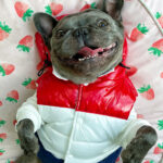 Three-color Pet Autumn And Winter Clothes Schnauzer Teddy French Fighting Cow Dog Cotton-padded Waistcoat Vest - Image 3