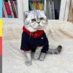 Cat And Dog Hoodie Photo Props - Image 5