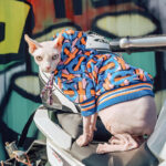 Dog Clothes Pet Clothes French Bulldog Clothes Hairless Cat Clothes Spring And Autumn Sweater - Image 4