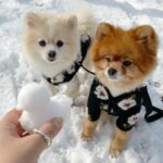 New Warm Lamb Wool Flower Dog Sweater
