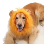 Pet Supplies Dog Wig Dog Hat Lion Head Cover - Image 4