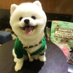 Christmas Pet Dog Clothes Autumn And Winter Sweater TeddyFrench Bulldog British Bucket Corgi Cat Sweater - Image 5