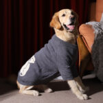 Pet Winter Thickening Large Dog Clothes Sweater - Image 4