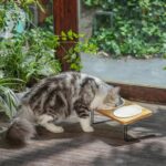 Small Dog Water And Food Feeder - Tilted Ceramic Bowl Set With Bamboo Stand - Image 7