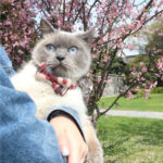 Camouflage Series Bowknot Pet Collar