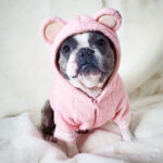 Pet Fashion Brand Fleece-lined Warm Ear-standing Sweater - Image 4