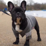 Christmas Pet Dog Clothes Autumn And Winter Sweater TeddyFrench Bulldog British Bucket Corgi Cat Sweater - Image 6