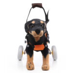 Pet Walking Dog Wheelchair Scooter - Image 5