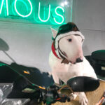 Pet Cross-dressing Red Scarf Flying Cap Set - Image 4