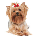 Pet Supplies Bow Rubber Band Scrunchie Head Flower Dog Cat Accessories - Image 3
