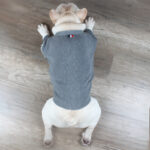 Christmas Pet Dog Clothes Autumn And Winter Sweater TeddyFrench Bulldog British Bucket Corgi Cat Sweater - Image 4