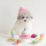 Cute And Creative Dog Cat Birthday Hat Plush Toy Chew - Image 4