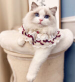Cotton Lace Adjustable Bib Vip Bow - Image 2