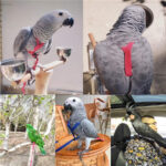 Parrot Flying With Flying Rope And Bird Harness - Image 2