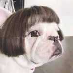 Pet Wig Afro Head Bangs Pigtail - Image 3