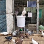 Automatic Chicken Feeding Device Duck Feeding Machine Timer Solar Energy - Image 2