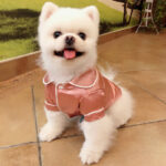 Pet Clothes Spring And Summer New Pajamas Silk Bathrobe Robe - Image 2
