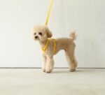 Pet Leash Macaron Ins Wind - Image 7