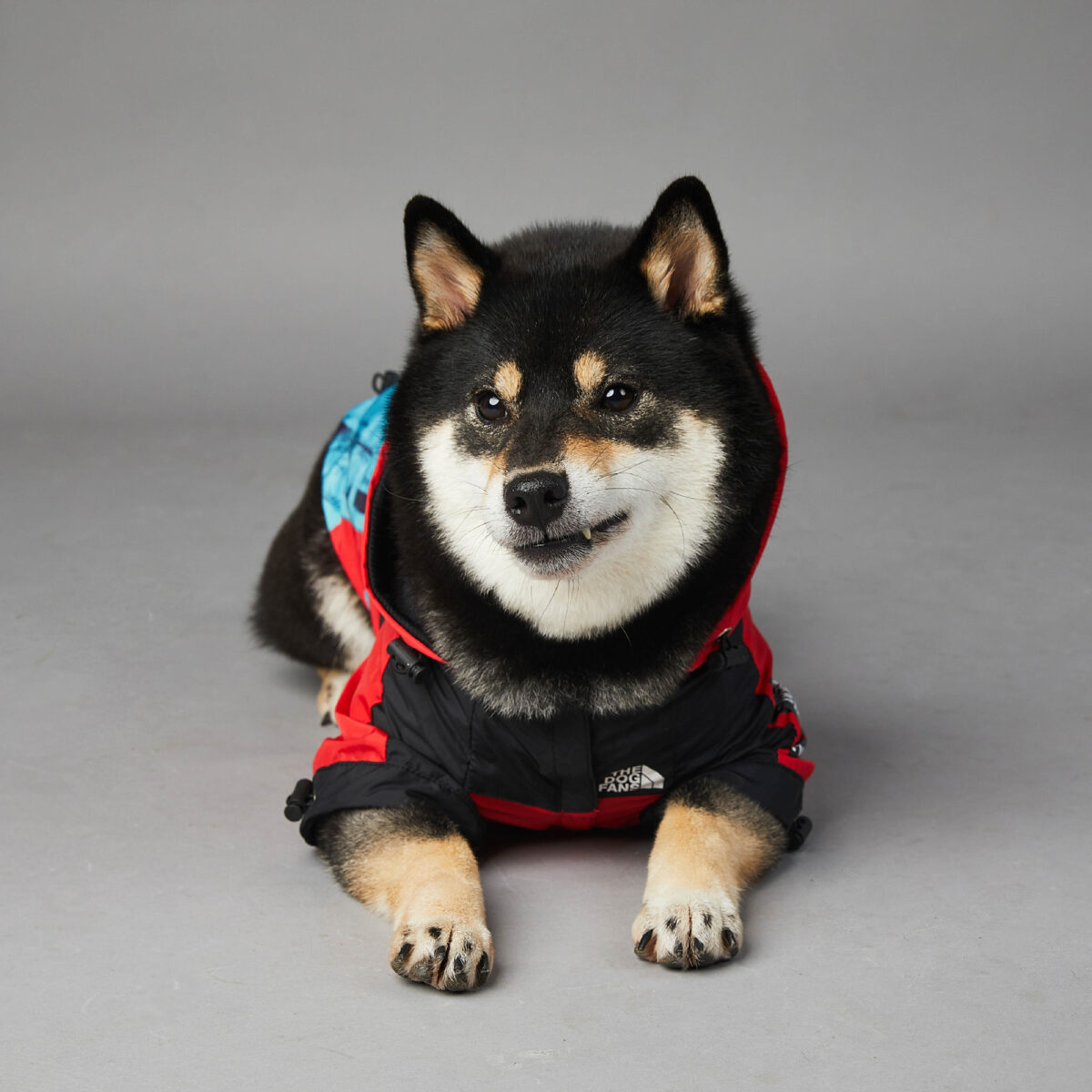 Windproof And Rainproof Dog Pet Shell Jacket - Image 2