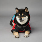 Windproof And Rainproof Dog Pet Shell Jacket - Image 2