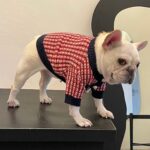 Fashion Cute Print Winter Pet Clothes Winter Sweater - Image 5