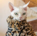 Fluffy Leopard Hairless Cat Clothes Short Plush Cat Fur - Image 2