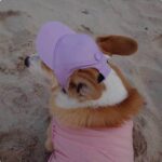 New Adjustable Sun-proof Exposed Ears Pet Hat - Image 9