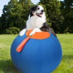 Funny Shiba Inu Corgi Self-Hi Pet Training Ball - Image 4