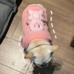 Pet Clothes Dog Plush Princess Sweater - Image 4