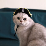 Pirate Hat Leaky Ear Small Handmade Pet Costume - Image 3