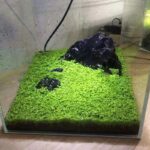 Aquatic Mud Fish Tank Fish Tank Sand Landscape - Image 5