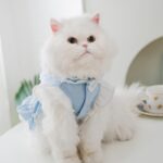 Thin Cat Princess Dress Two Feet Dog Pet