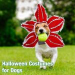 Dog Halloween Chomper Costume - Pet Holiday Demon Hat Scary Headband Flower Cosplay Outfits Funny Headwear Stranger Clothes For Medium Dog - Image 6