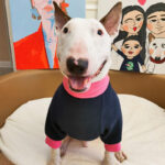 Pet Plus Fleece Warm Fluorescent Contrast Sweater - Image 4