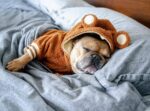 Pet Fashion Brand Fleece-lined Warm Ear-standing Sweater - Image 2