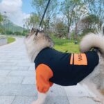 Pet Fashion Without Hat Parent-child Sweater Clothes - Image 4
