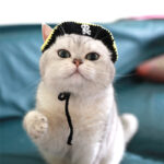 Pirate Hat Leaky Ear Small Handmade Pet Costume - Image 2