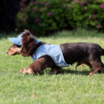 Pet Wild Cowboy Hat Sunscreen Dog Sun Protection Hat