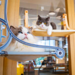Cat Hammock Sunbathing Glass Strong Suction Cup Window Hanging Nest Window Sill Swing Pet Supplies - Image 2