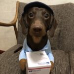 Dog Express Pet Costume Small Dog Halloween Clothing - Image 2