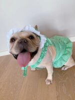 Creative Plaid Dog Dress Set - Image 6