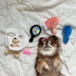 Three-piece Dog Toy Set With Washing Blowing And Haircutting - Image 5