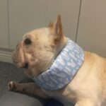 Summer Pet Dog Cool Down Ice Scarf To Relieve The Heat - Image 4