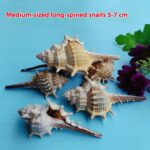 Natural Shell Conch Conch 5-9cm Home Fish Tank Micro Landscape Decoration - Image 7