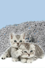 6L Activated Charcoal Mixed With Cat Litter And Tofu Residue To Deodorize - Image 5