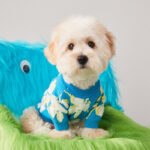 Dog Clothes Warm In Winter Teddy Bear Bomekoki Cat Two Legged Pet Sweater - Image 2