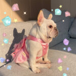 Mesh Dress Skirt Dogs And Cats Bow Pearl