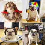 Pet Headdress Pet Wig Sheath - Image 3