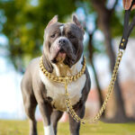 19mm Stainless Steel Golden Pet Dog Titanium Steel Leash - Image 3