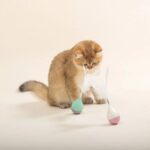 Pet Cat Toy Tumbler Tease Cat Ball Bite-resistant Tease Stick Feather Self-healing - Image 8